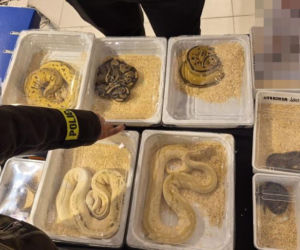 Handlowała kameleonami i pytonami z fałszywymi dokumentami. 28-latka zatrzymana w Lublinie