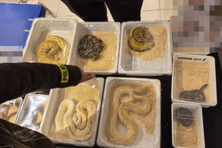 Handlowała kameleonami i pytonami z fałszywymi dokumentami. 28-latka zatrzymana w Lublinie