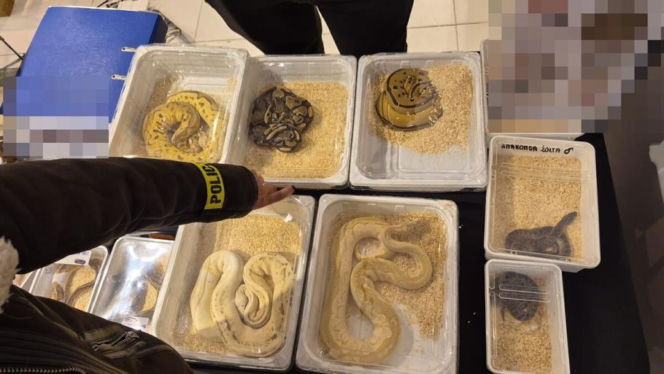 Fałszywe dokumenty i egzotyczne gady w Lublinie. 28-latka wpadła na gorącym uczynku