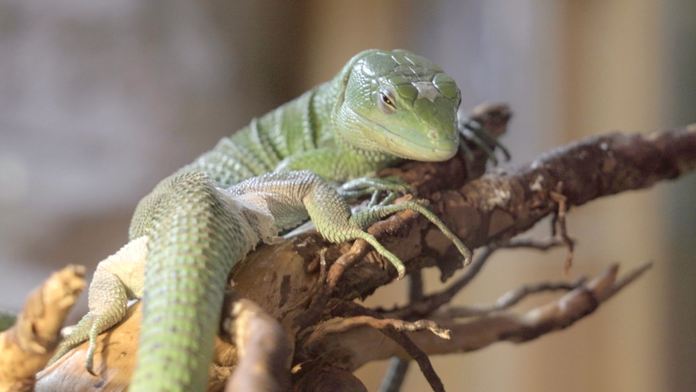 Miniaturowy smok urodził się we wrocławskim ZOO. Zobacz, jaki jest uroczy! [ZDJĘCIA]