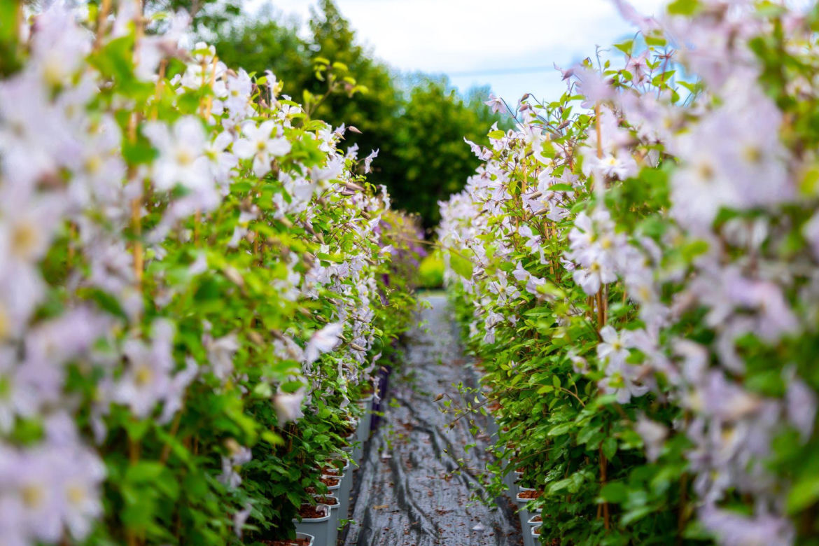 Clematis Królowa Jadwiga