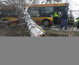 Autobus skosił drzewo
