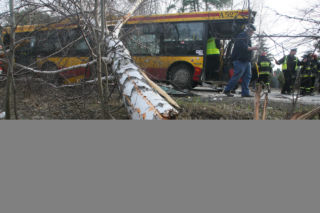Autobus skosił drzewo