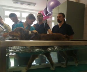 UTP w Bydgoszczy otworzył pracownie zoofizjoterapii!