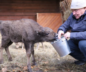 Mały żubr z Pszczyny został odrzucony przez stado. Zamieszkał więc... z owieczką