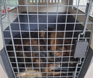 Pies konał w nagrzanym aucie. Cudem uratowano go przed śmiercią