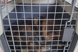 Pies konał w nagrzanym aucie. Cudem uratowano go przed śmiercią