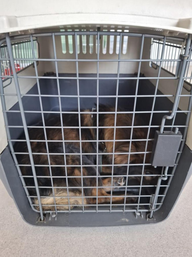 Pies konał w nagrzanym aucie. Cudem uratowano go przed śmiercią