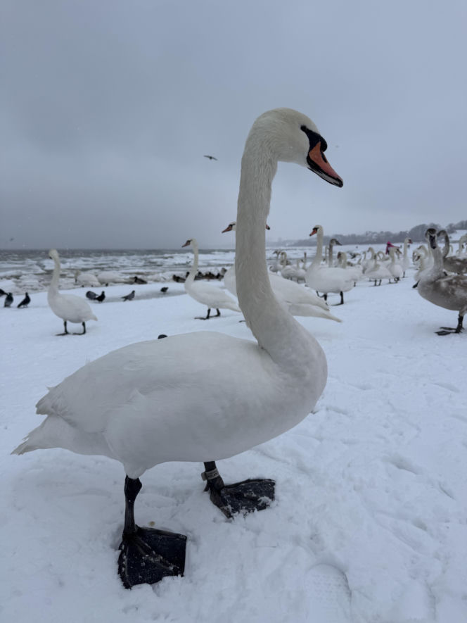 Bałtyk zimową porą, uchwycony w kadrach