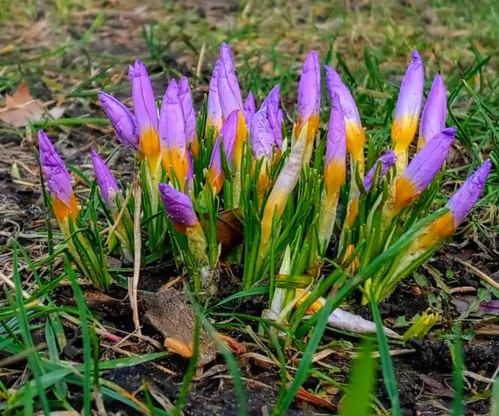 Pierwsze krokusy na Jasnych Błoniach w Szczecinie