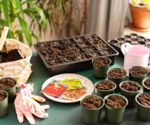 Sekret zdrowej rozsady tkwi w doniczce. Jaką wybrać?