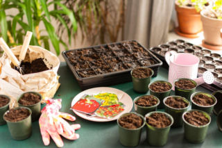 Jeden prosty wybór, by rozsada rosła jak szalona! Sprawdź, w czym wysiewać nasiona na rozsadę