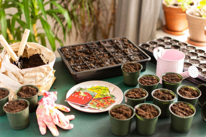 Przygotowanie rozsady