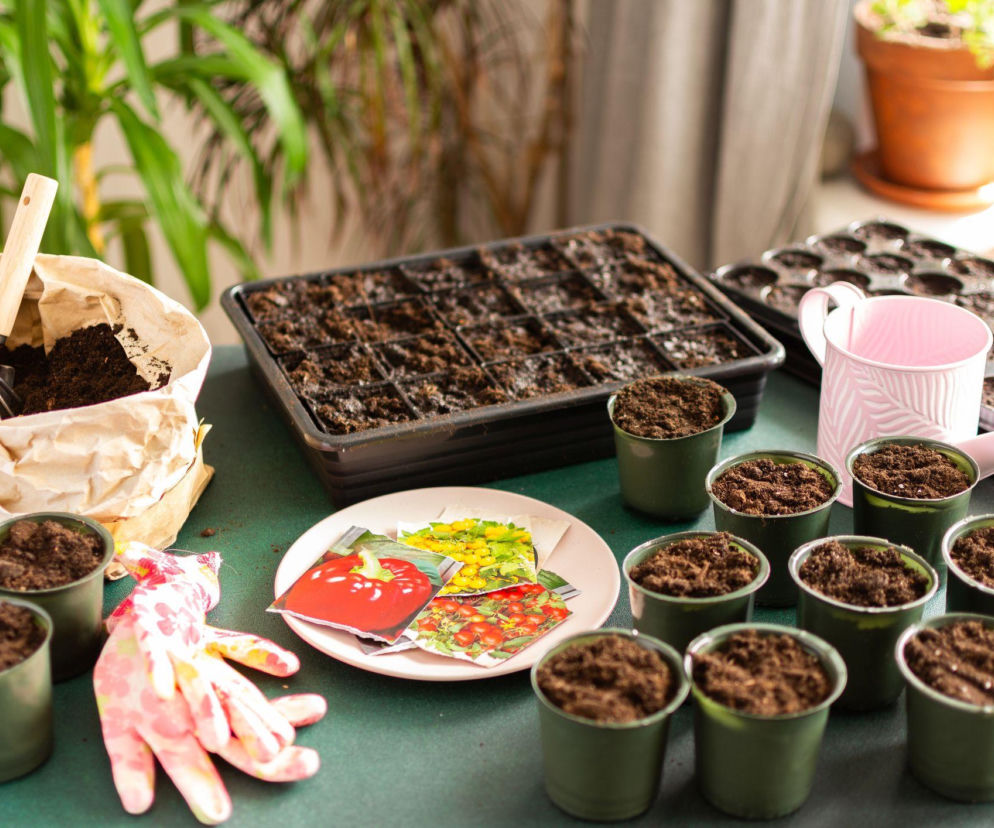 Przygotowanie rozsady