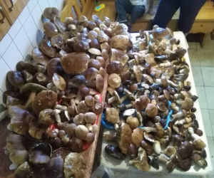 Grzybobranie na Podkarpaciu: Zdjęcia Czytelników