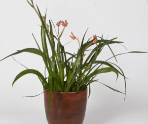Anigozanthos