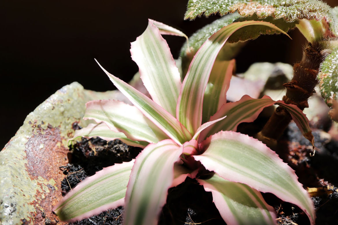 Cryptanthus 