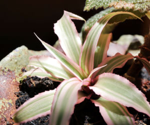 Cryptanthus 