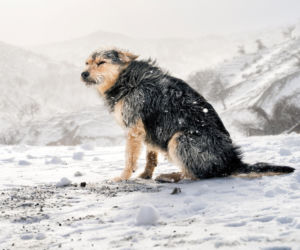 Pies zamarzał w śniegu. Nagranie trafiło do sieci. „Tak mi przykro kochanie”