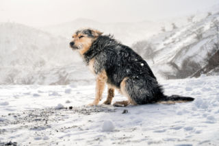 Pies zamarzał w śniegu. Nagranie trafiło do sieci. „Tak mi przykro kochanie”