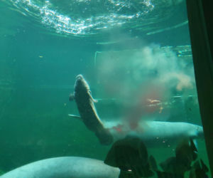We wrocławskim zoo urodził się kolejny manat