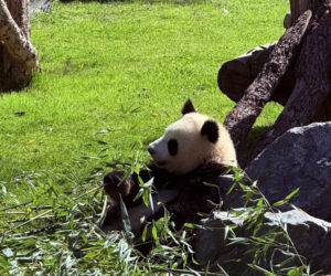 Pandy ZOO Berlin