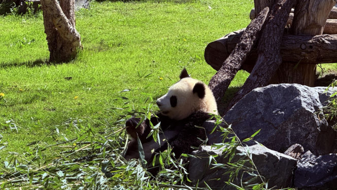 Pandy ZOO Berlin