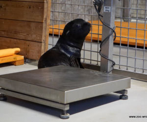 We Wrocławskim zoo urodziły się nowe kotiki
