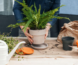 Przesadzanie paprotki nefrolepis