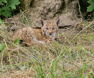 Wielka radość w chorzowskim ZOO. Są pierwsze młode Rysika i Grenderah
