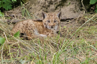 Przełom w chorzowskim ZOO. Te narodziny mogą pomóc uratować rysie