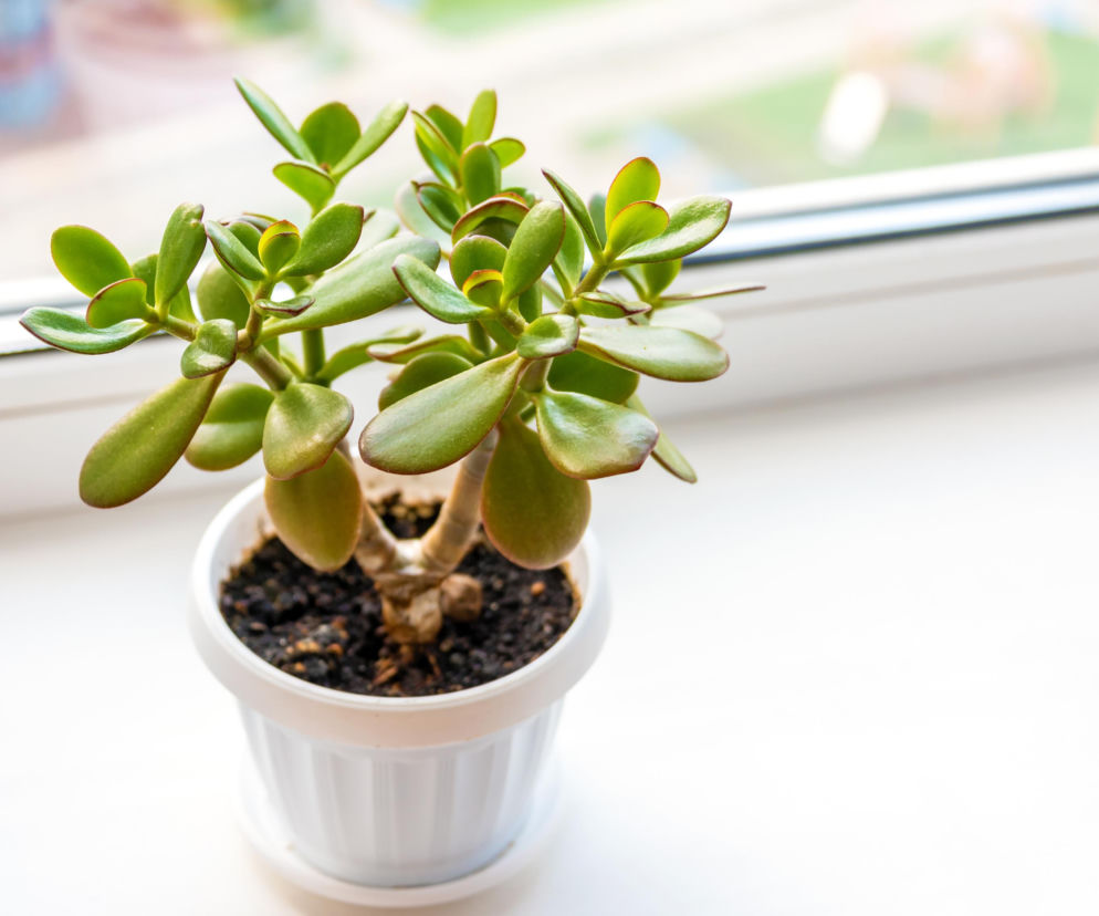 Grubosz jajowaty w białej doniczce stoi na jasnym parapecie. O pielęgnacji drzewka szczęścia przeczytasz na SE.
