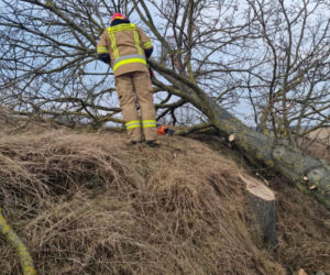 Maszki . Nie żyje 46-latek przygnieciony przez drzewo! Tragedia przy wycince [ZDJĘCIA]