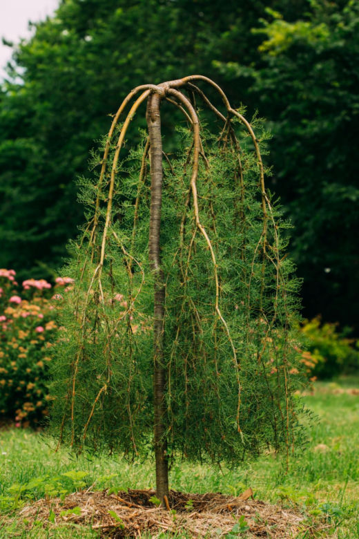Karagana syberyjska 'Pendula'