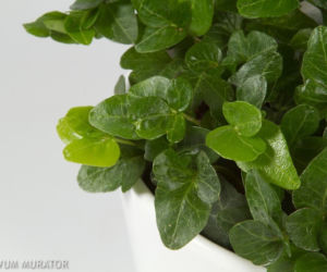 Kwiaty w stylu retro