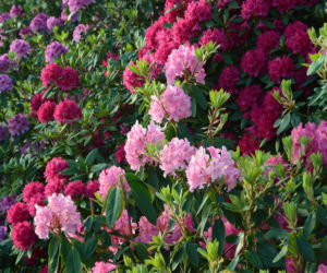 Jak uprawiać rododendrony? Sprawdź, by kwitły obłędnie!