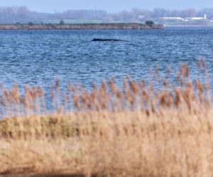 Humbak utknął u północnych wybrzeży Niemiec
