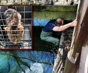 Skok z okna na trzecim piętrze i ucieczka do kanału! Strażnicy uratowali kota z opresji