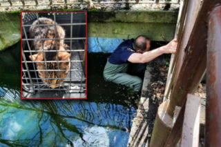 Skok z okna na trzecim piętrze i ucieczka do kanału! Strażnicy uratowali kota z opresji