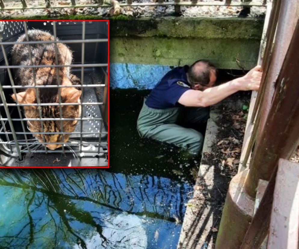 Skok z okna na trzecim piętrze i ucieczka do kanału! Strażnicy uratowali kota z opresji