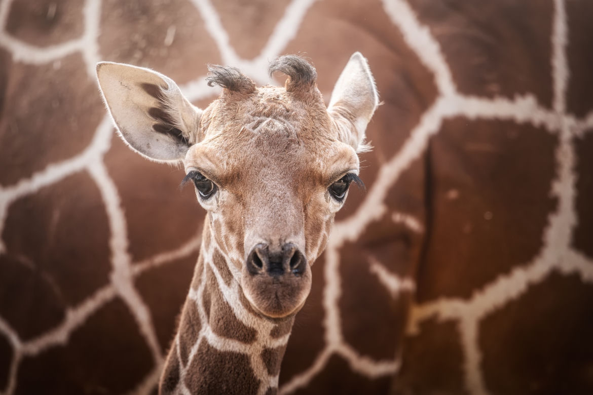 Baby boom we wrocławskim zoo