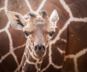 Baby boom we wrocławskim zoo
