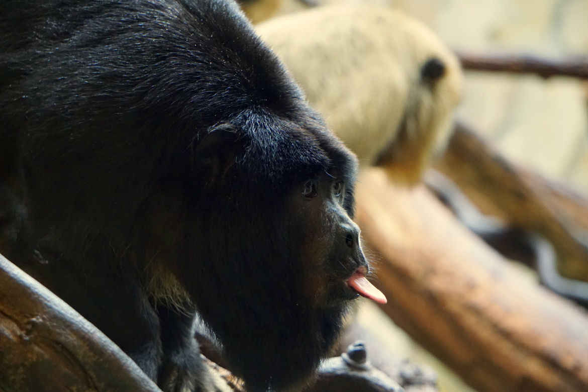 Zoo Wrocław: Wyjec czarny
