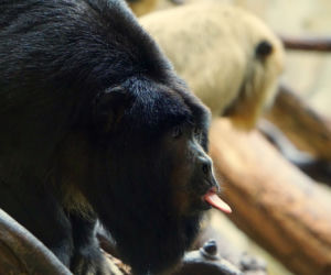 Zoo Wrocław: Wyjec czarny