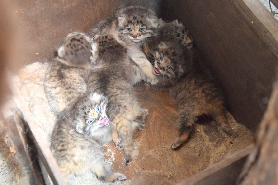 Słodkie kociaki w poznańskim ZOO
