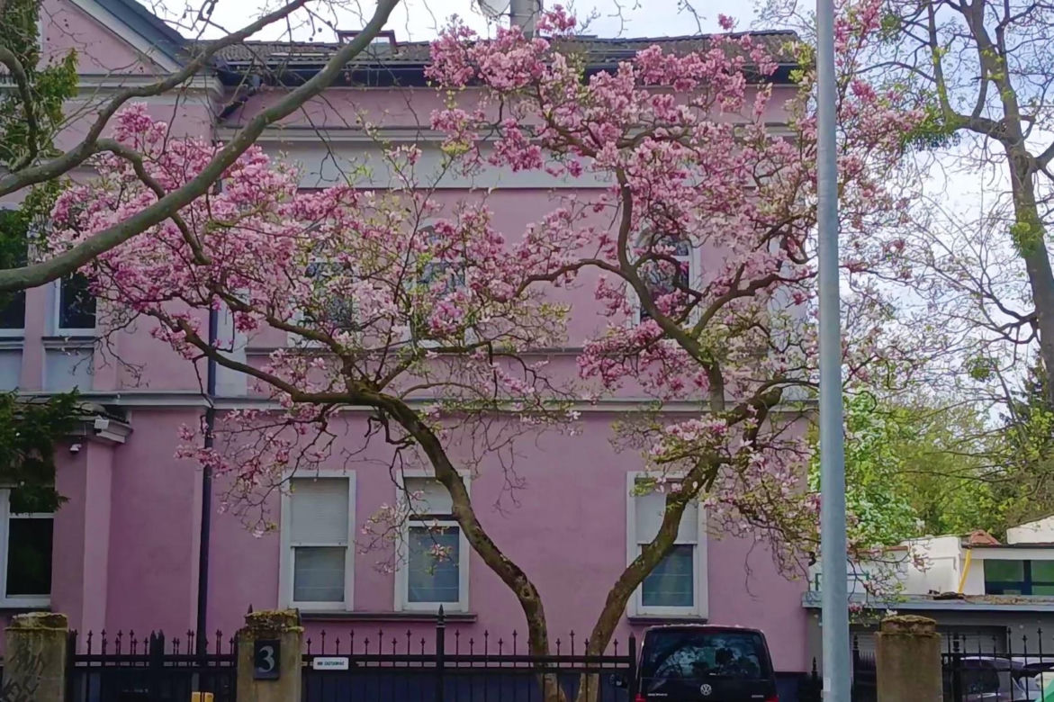 Magnolie w Szczecinie