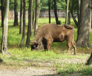 Zagroda Żubrów w Pszczynie