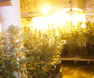 Marihuana