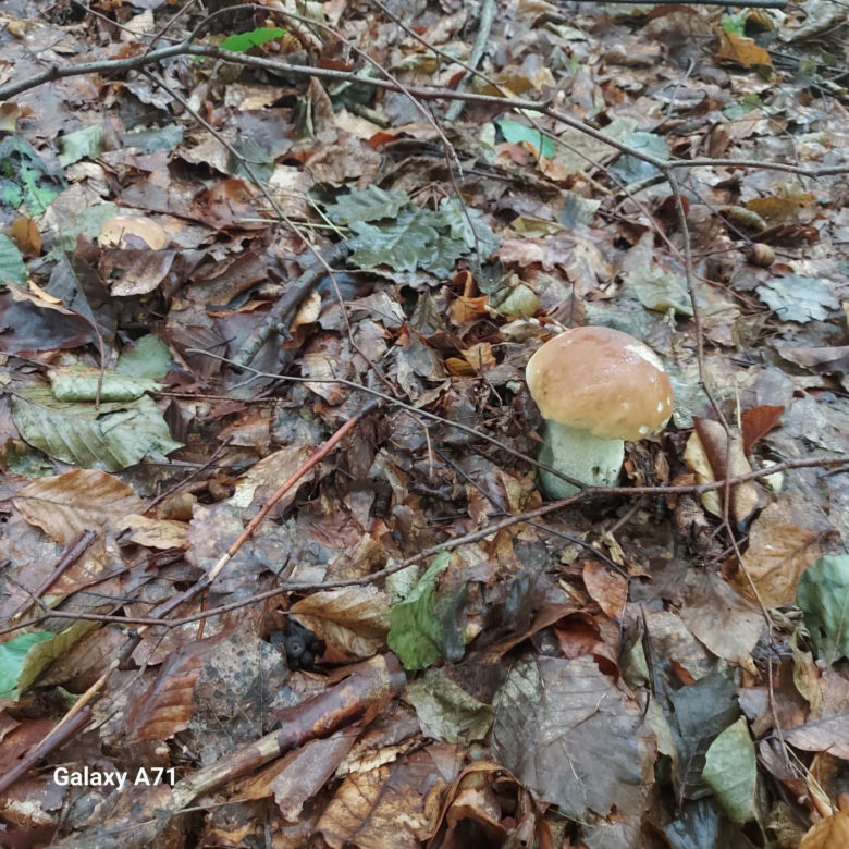 Grzyby w świętokrzyskim