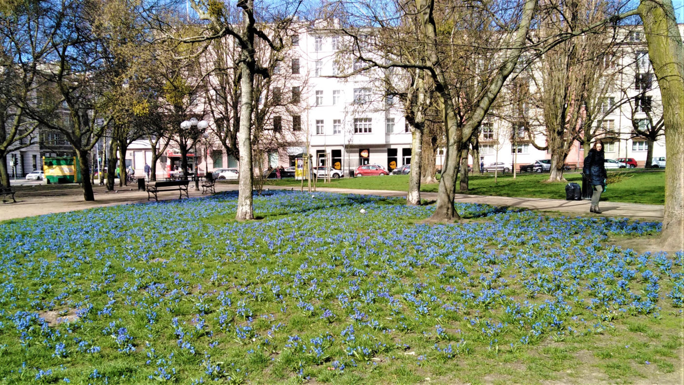 Cebulice w Szczecinie